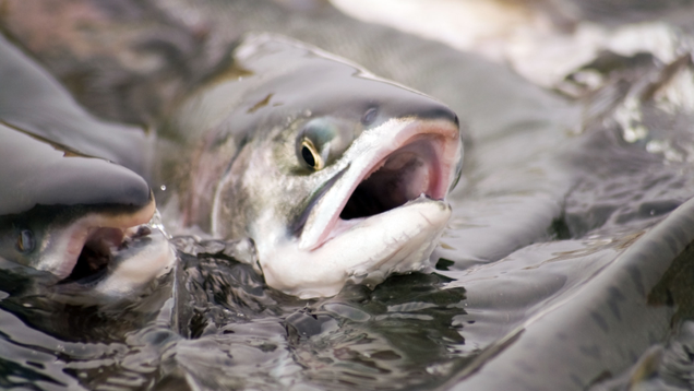 Illustration for article titled So Apparently There Is Something Called A Salmon And It’s Freaking Adorable